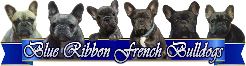 Blue Ribbon French Bulldogs header image